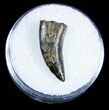 Large Dromaeosaur (Raptor) Tooth - Montana #3439-1